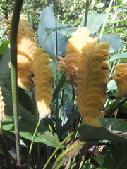Calathea crotalifera image