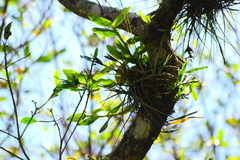 Epidendrum melistagum