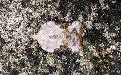 Acleris subnivana