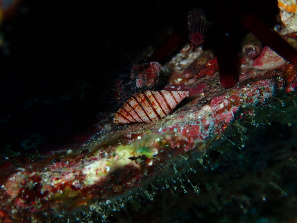 Subcancilla edithrexae
