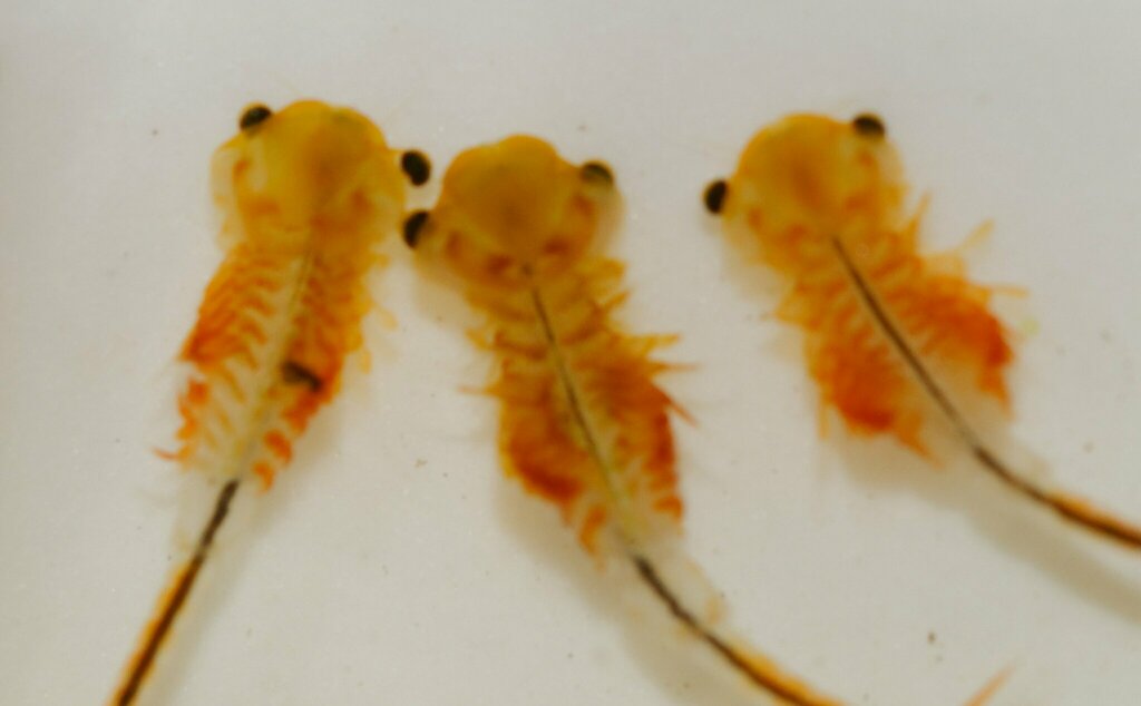 Knobbedlip Fairy Shrimp