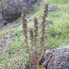 Thompsonella minutiflora