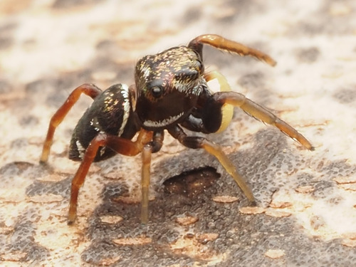 Zygoballus sexpunctatus photo 5