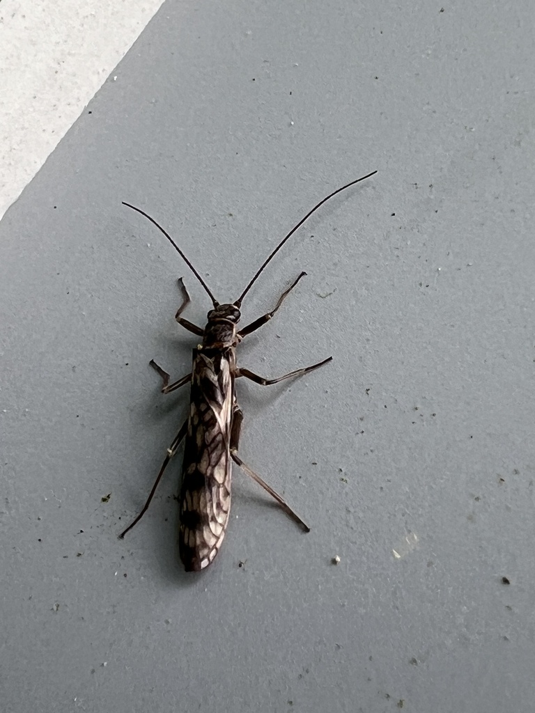 Western Willowfly