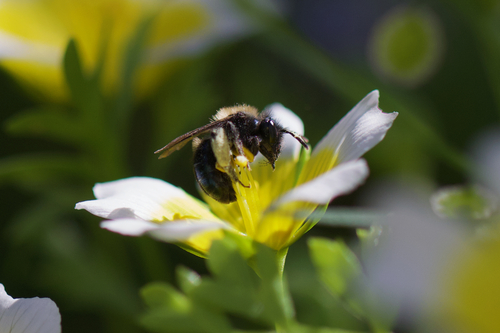 Blue-and-black Mining Bee photo 5