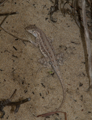 Holbrookia propinqua