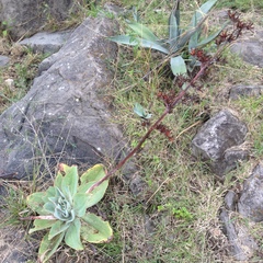 Echeveria rubromarginata