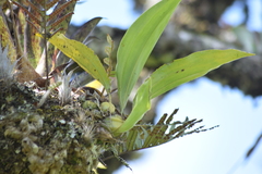 Stanhopea