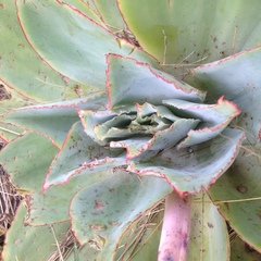 Echeveria rubromarginata