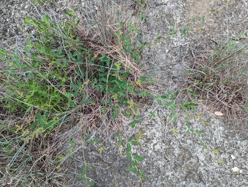 Image of Lespedeza texana by (c) Cleveland Powell, some rights reserved (CC BY)