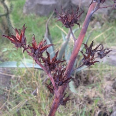 Echeveria rubromarginata