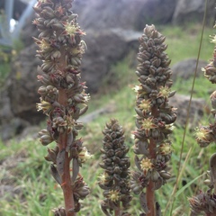 Thompsonella minutiflora