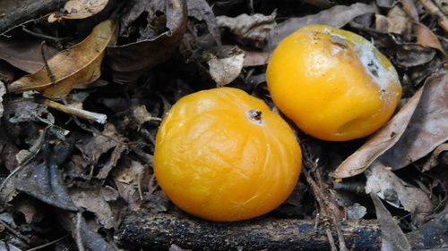 Image of Eugenia Pyriformis (Eugenia pyriformis) by no rights reserved