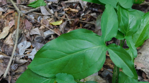 Image of Caterpillar Plant (Spathicarpa hastifolia) by no rights reserved
