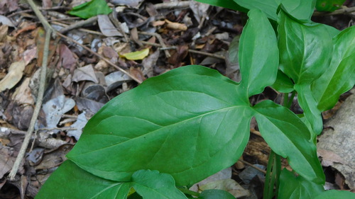 Image of Spathicarpa hastifolia by no rights reserved