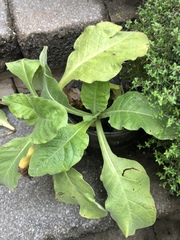 Nicotiana tabacum