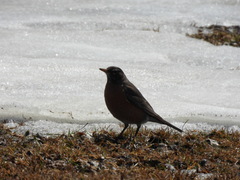 Turdus migratorius image