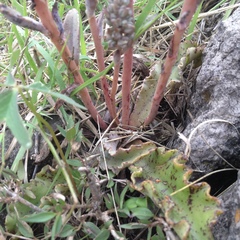 Thompsonella minutiflora
