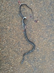 Coluber constrictor anthicus