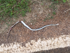 Coluber constrictor anthicus