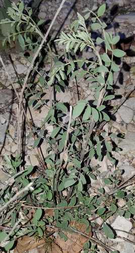 Image of Indigofera lindheimeriana by (c) Charlie Meador, some rights reserved (CC BY)