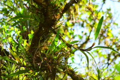 Maxillaria variabilis