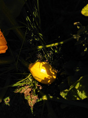 Cucurbitaceae