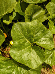 Cucurbitaceae
