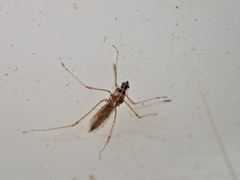 Gampsocoris