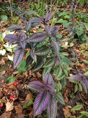 Strobilanthes auriculata dyeriana
