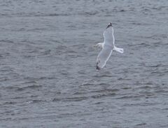 Larus argentatus image