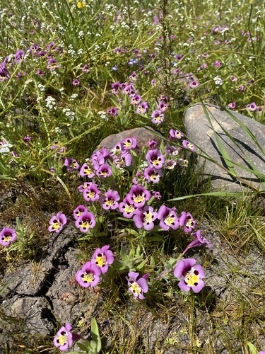 iNaturalist observation photo of tricolor monkeyflower