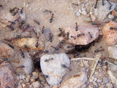 Myrmecocystus mimicus