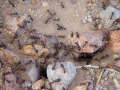 Myrmecocystus mimicus