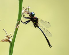 Somatochlora tenebrosa