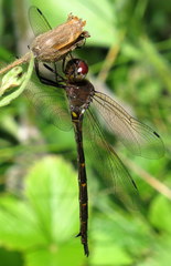 Somatochlora linearis