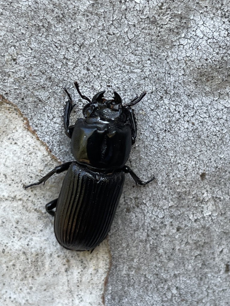 Figulus trilobus