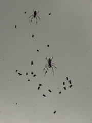 Trichonephila clavipes