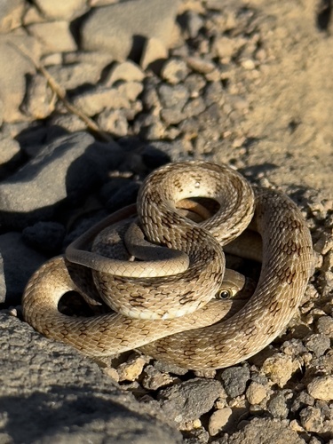 Photo of a Glossy-bellied Racer (Platyceps ventromaculatus)