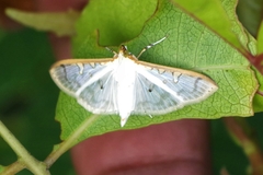 Palpita annulifer