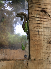 Austramathes purpurea