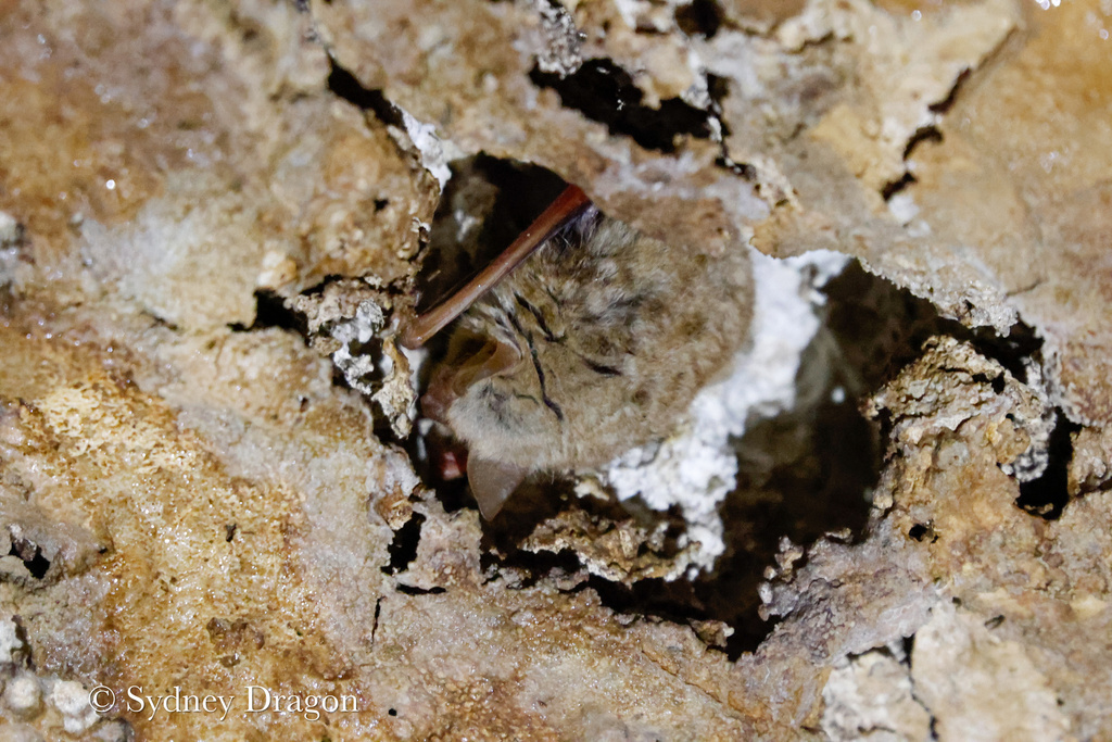 Tricolored Bat in April 2023 by Sydney Dragon · iNaturalist