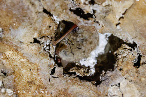 Tricolored Bat