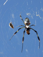 Trichonephila clavipes