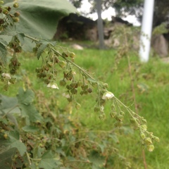 Kearnemalvastrum lacteum