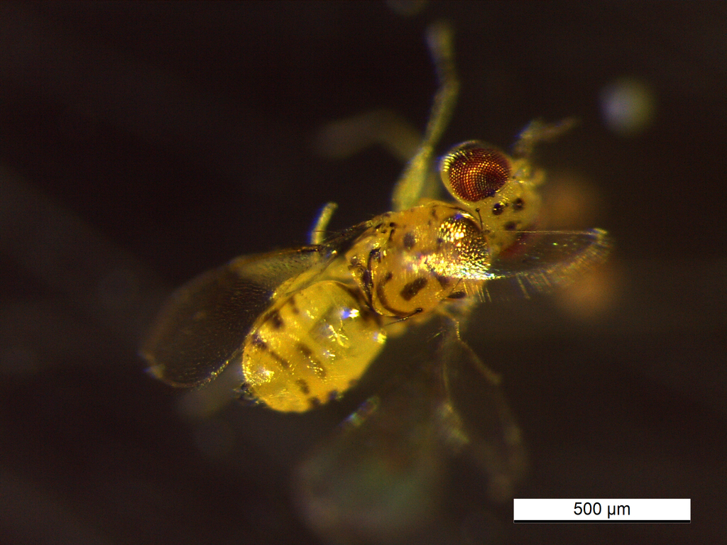 Chrysonotomyia