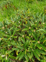 Olearia lacunosa