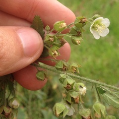 Kearnemalvastrum lacteum