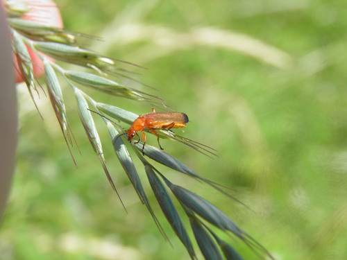 Skėtinis minkštavabalis