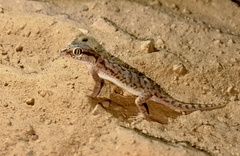 Eastern Fringe-Toed Gecko photo 5